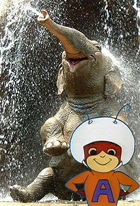 20090311happy-elephant-01