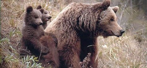 20090414osos-pardo 20090414osos-pardo