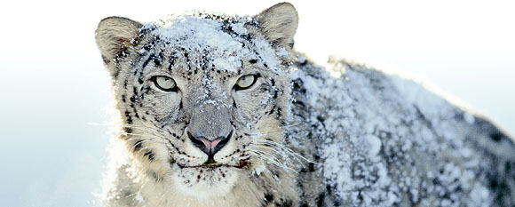 Snow Leopard Snow Leopard