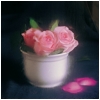 roses.tif